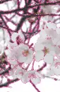 Glitter Blossoms