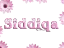 pink daisies siddiqa