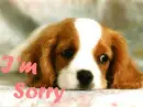 i'm sorry