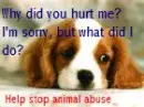 Animal abuse