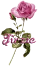pink rose jirzie