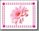 Gerbera