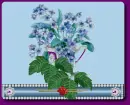 Violets