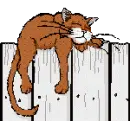 tired alley cat