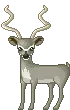  deer 