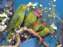 parrot 