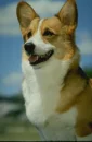cute corgi