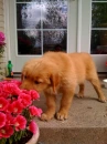 Cute puppy