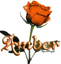 orange rose amber