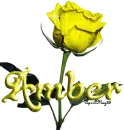 yellow rose amber