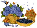 Blueberries - Hello