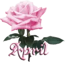 pink rose april