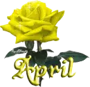yellow rose april