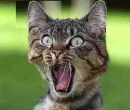 cat scream