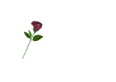 Sara written with Red Rose