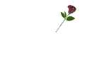 Dilia written with Red Rose
