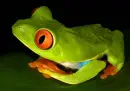 cute animal