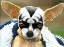 Gene simmons pup