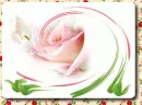 rose