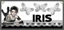 Iris- Doll