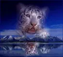 Tiger Reflections