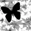 black butterfly