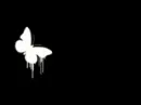 white butterfly