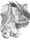 mistyfoot
