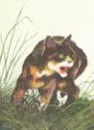 tawnypelt