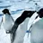penguins
