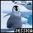 penguins