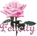 pink rose felicity