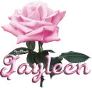 pink rose jayleen