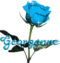 baby blue rose georganne
