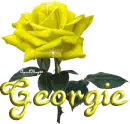 yellow rose georgie