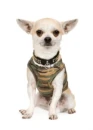 chihuahua dog