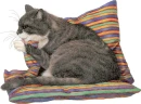 cat on pillow