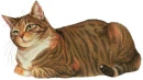 striped cat