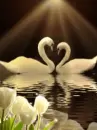 swan