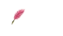 Elora written in Pink Feather