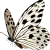Black n White Butterfly
