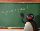 pingu