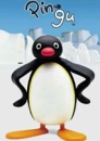 pingu