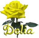 yellow rose delia