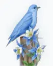 : BIRDPretty Blue