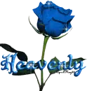 blue rose heavenly