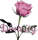 pink rose divinity