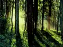 forrest of the place