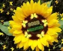 Good Morning Sunflower