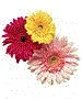 colorful daisies